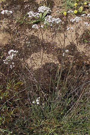 Gypsophila paniculata \ Schleierkraut, D Mainz 30.6.2012