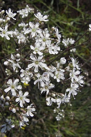 Gypsophila paniculata \ Schleierkraut / Chalk Plant, Baby's Breath, D Mainz 30.6.2012