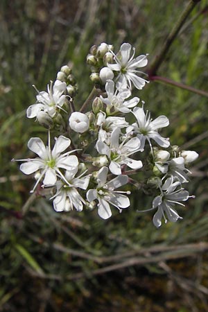 Gypsophila paniculata \ Schleierkraut / Chalk Plant, Baby's Breath, D Mainz 30.6.2012