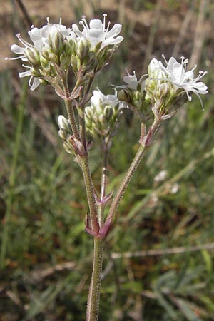 Gypsophila paniculata \ Schleierkraut / Chalk Plant, Baby's Breath, D Mainz 30.6.2012