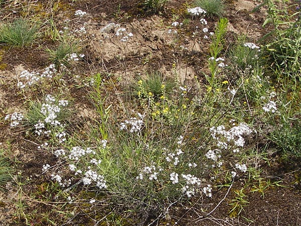 Gypsophila paniculata \ Schleierkraut / Chalk Plant, Baby's Breath, D Mainz 30.6.2012