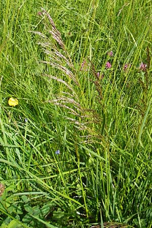 Deschampsia cespitosa \ Rasen-Schmiele / Tufted Hair Grass, Tussock Grass, D Immenstadt 21.6.2011