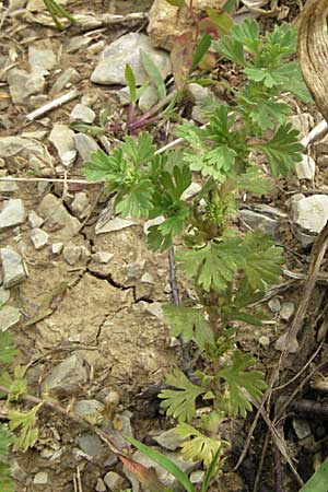 Aphanes arvensis / Field Parsley Piert, D Hardheim 7.7.2007