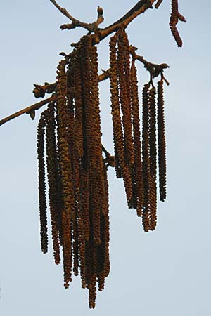 Corylus colurna \ Baum-Hasel / Turkish Hazel, D Weinheim an der Bergstraße 16.3.2009