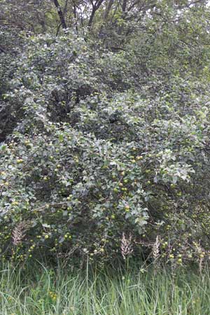 Malus sylvestris \ Holz-Apfel, Wild-Apfel, D Pfalz, Speyer 3.7.2012