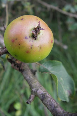 Malus sylvestris \ Holz-Apfel, Wild-Apfel, D Pfalz, Speyer 3.7.2012