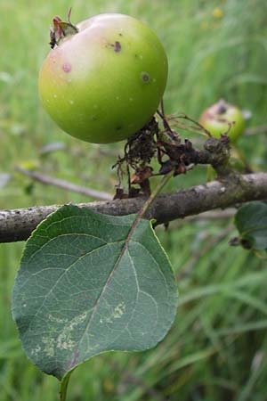 Malus sylvestris \ Holz-Apfel, Wild-Apfel / Crab Apple, D Pfalz, Speyer 3.7.2012