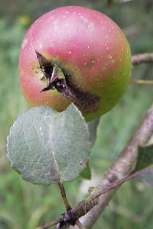 Malus sylvestris / Crab Apple, D Pfalz, Speyer 3.7.2012