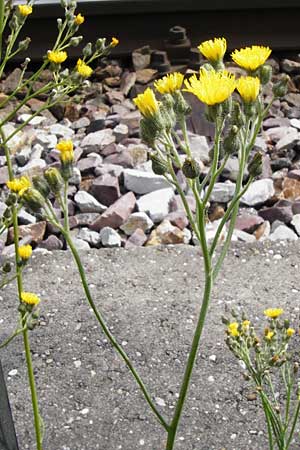 Hieracium auriculoides \ Pannonisches Habichtskraut / Pannonic Hawkweed, D Karlsruhe 28.5.2014