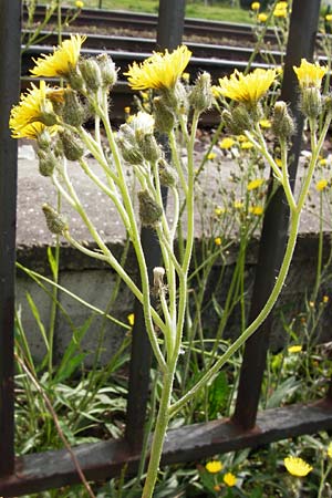 Hieracium auriculoides \ Pannonisches Habichtskraut / Pannonic Hawkweed, D Karlsruhe 28.5.2014