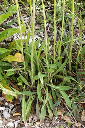 Hieracium auriculoides \ Pannonisches Habichtskraut / Pannonic Hawkweed, D Karlsruhe 28.5.2014