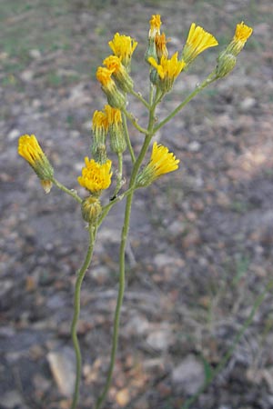 Hieracium bauhini \ Ungarisches Habichtskraut, D Wolfstein 21.5.2011