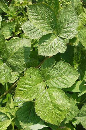 Rubus corylifolius agg. \ Haselblatt-Brombeere / Hazel-Leaved Bramble, D Lauterbach bei/near Fulda 30.5.2012