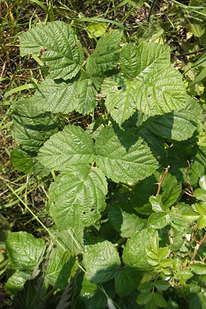 Rubus corylifolius agg. \ Haselblatt-Brombeere, D Lauterbach bei Fulda 30.5.2012