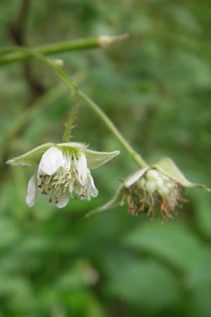 Rubus idaeus \ Himbeere / Raspberry, D Wellheim im Urdonautal 6.6.2012