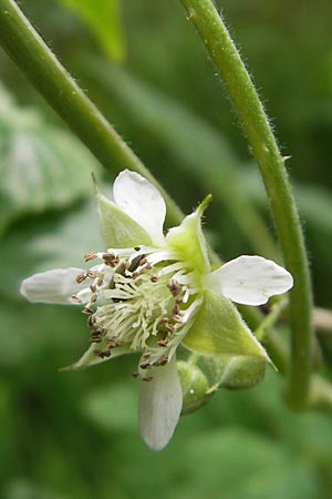 Rubus idaeus \ Himbeere / Raspberry, D Wellheim im Urdonautal 6.6.2012