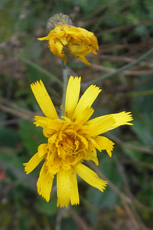 Hieracium caesium \ Blulichgrnes Habichtskraut / Hawkweed, D Botan. Gar.  Universit.  Regensburg 5.8.2011