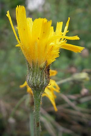 Hieracium caesium \ Blulichgrnes Habichtskraut / Hawkweed, D Botan. Gar.  Universit.  Regensburg 5.8.2011