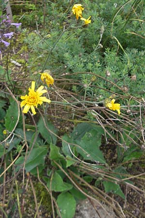 Hieracium caesium \ Blulichgrnes Habichtskraut / Hawkweed, D Botan. Gar.  Universit.  Regensburg 5.8.2011