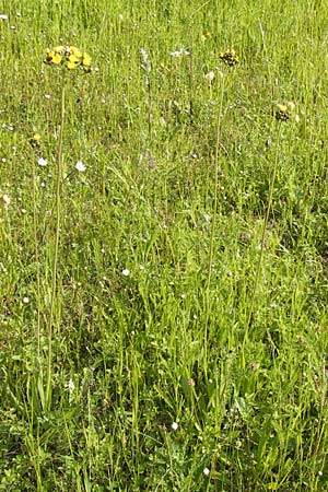 Hieracium cymosum \ Trugdoldiges Habichtskraut / Cymose Hawkweed, D Ostheim vor der Rhön 7.6.2013