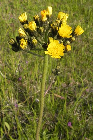 Hieracium cymosum \ Trugdoldiges Habichtskraut / Cymose Hawkweed, D Ostheim vor der Rhön 7.6.2013