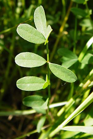 Hippocrepis comosa \ Hufeisenklee, D Ketsch 16.5.2014