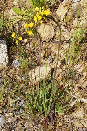 Hieracium cymosum \ Trugdoldiges Habichtskraut, D Langgöns 17.5.2014