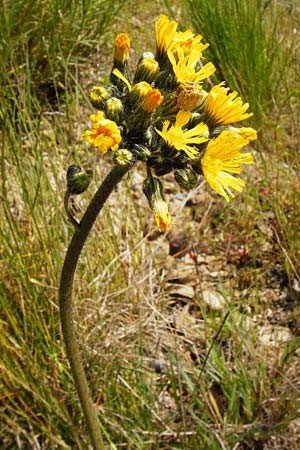 Hieracium cymosum \ Trugdoldiges Habichtskraut, D Langgöns 17.5.2014