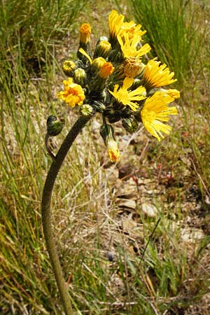 Hieracium cymosum \ Trugdoldiges Habichtskraut / Cymose Hawkweed, D Langgöns 17.5.2014