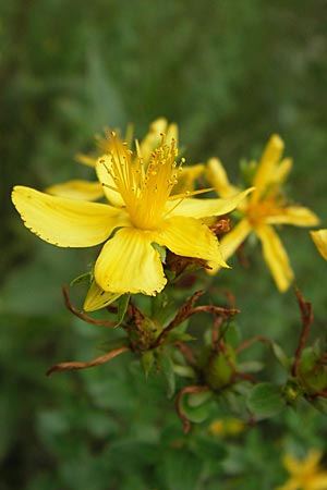 Hypericum desetangsii \ Gewhnliches Bastard-Johanniskraut, D Pfalz, Speyer 3.7.2012