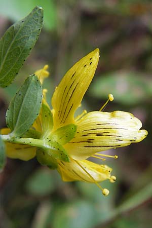 Hypericum dubium \ Stumpfes Johanniskraut, D Odenwald, Erbach 24.8.2013