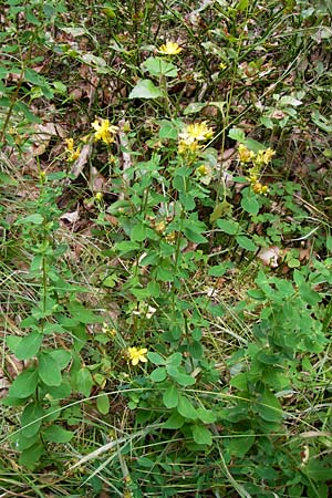 Hypericum dubium / Spotted St. John's-Wort, D Odenwald, Erbach 24.8.2013