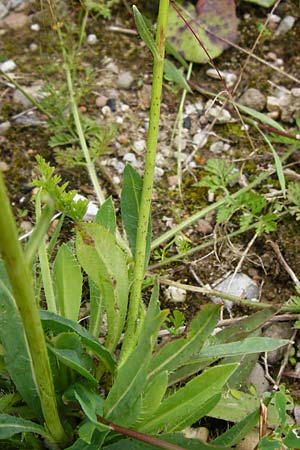 Hieracium duerkhemiense \ Drkheimer Habichtskraut / Duerkheim Hawkweed, D Groß-Gerau 29.5.2014