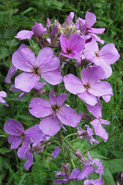 Hesperis matronalis / Dame's Violet, D Odenwald, Gorxheim 23.5.2006