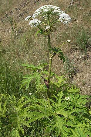 Heracleum mantegazzianum, Giant Hogweed