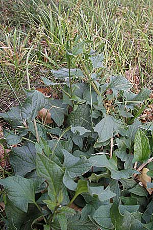 Blitum bonus-henricus \ Guter Heinrich, D Sachsen-Anhalt, Blankenburg 4.11.2006