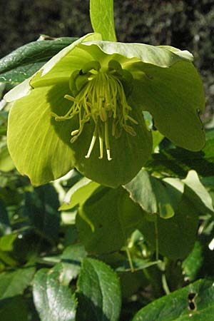 Helleborus cyclophyllus \ Kreisblttrige Nieswurz / Greek Hellebore, D Weinheim an der Bergstraße, Botan. Gar.  Hermannshof 28.3.2007