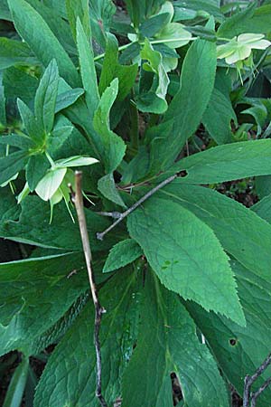 Helleborus cyclophyllus \ Kreisblttrige Nieswurz / Greek Hellebore, D Weinheim an der Bergstraße, Botan. Gar.  Hermannshof 28.3.2007