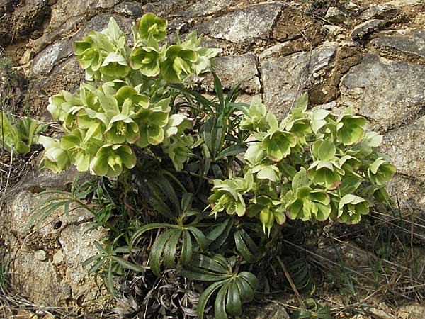 Helleborus foetidus \ Stinkende Nieswurz / Stinking Hellebore, D Neuleiningen 5.4.2007