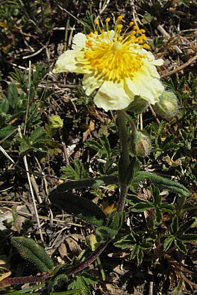 Helianthemum apenninum x canum / Hybrid Rock-Rose, D Karlstadt 30.4.2007