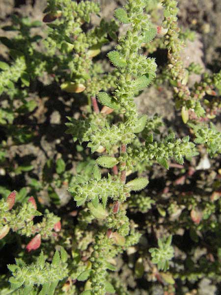 Herniaria hirsuta \ Behaartes Bruchkraut / Hairy Rupture-Wort, D Botan. Gar.  Universit.  Mainz 4.8.2007