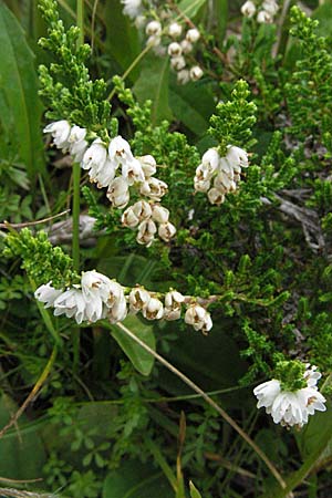 Calluna vulgaris \ Heidekraut, Besen-Heide, D Schwarzwald, Feldberg 18.8.2007