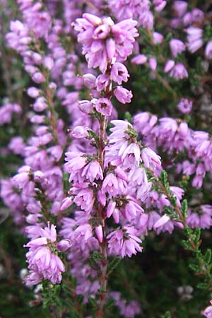 Calluna vulgaris \ Heidekraut, Besen-Heide / Heather, D Rheinhessen, Wonsheim 2.9.2008