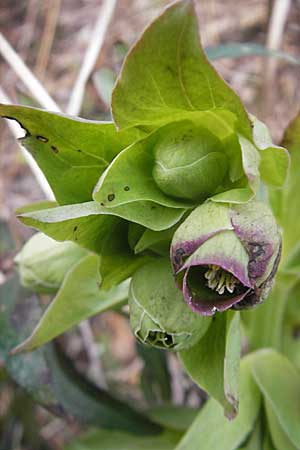 Helleborus foetidus \ Stinkende Nieswurz, D Neuleiningen 24.1.2009