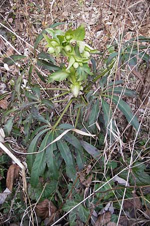 Helleborus foetidus \ Stinkende Nieswurz, D Neuleiningen 24.1.2009