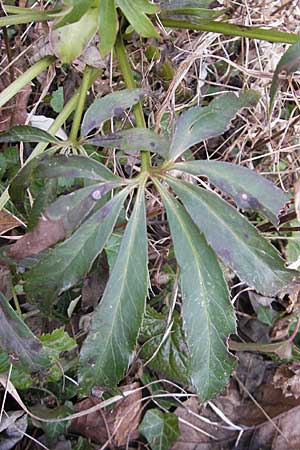 Helleborus foetidus \ Stinkende Nieswurz / Stinking Hellebore, D Neuleiningen 24.1.2009