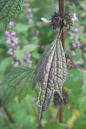 Leonurus cardiaca subsp. cardiaca \ Echtes Herzgespann, Gewhnlicher Lwenschwanz / Motherwort, D Bruchsal 23.6.2012