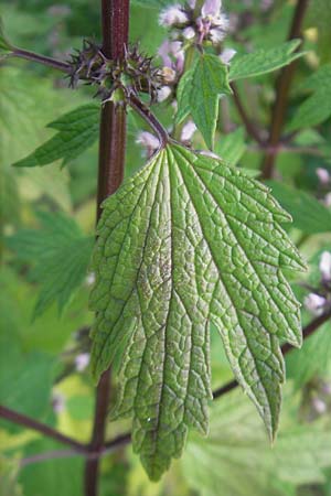 Leonurus cardiaca subsp. cardiaca \ Echtes Herzgespann, Gewhnlicher Lwenschwanz / Motherwort, D Bruchsal 23.6.2012