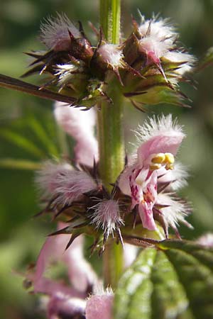 Leonurus cardiaca subsp. cardiaca \ Echtes Herzgespann, Gewhnlicher Lwenschwanz / Motherwort, D Bruchsal 23.6.2012