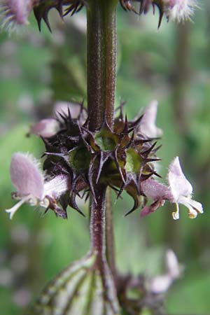 Leonurus cardiaca subsp. cardiaca \ Echtes Herzgespann, Gewhnlicher Lwenschwanz / Motherwort, D Bruchsal 23.6.2012